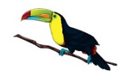 Toucan